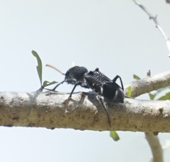 Trogodendron fasciculatum