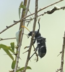 Trogodendron fasciculatum