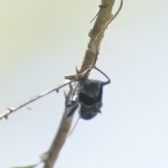 Trogodendron fasciculatum