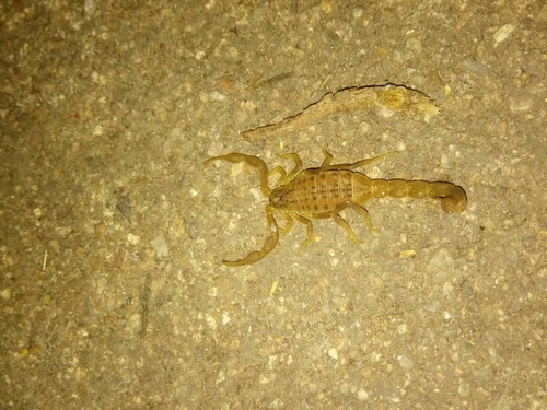 Eastern Nomad Scorpion