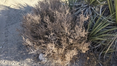 Coleogyne ramosissima