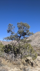 Pinus monophylla