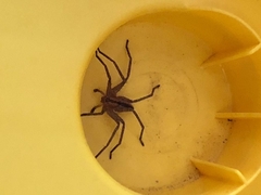 Pseudomicrommata longipes