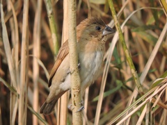 Lonchura punctulata