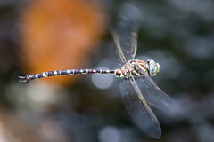 Austroaeschna pinheyi