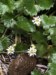 Dichosciadium ranunculaceum