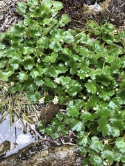 Dichosciadium ranunculaceum