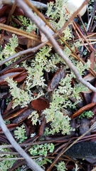 Cladonia phyllophora