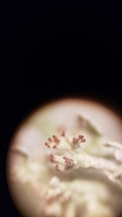 Cladonia phyllophora