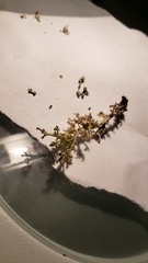 Cladonia phyllophora