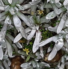 Lysipomia montioides