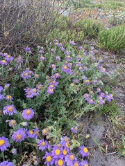 Amellus asteroides mollis