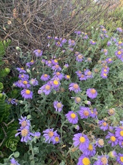 Amellus asteroides mollis