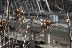 Dioscorea caucasica