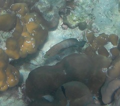 Cephalopholis polyspila