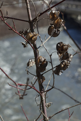 Dioscorea caucasica