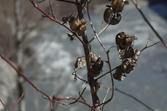 Dioscorea caucasica