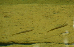 Galaxias maculatus