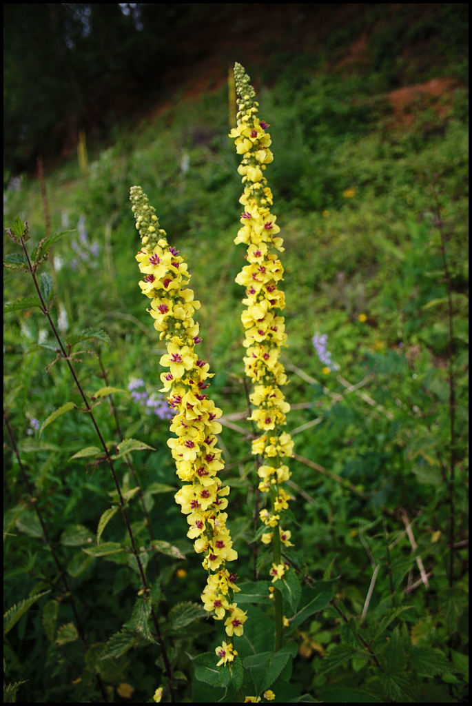 Dark Mullein