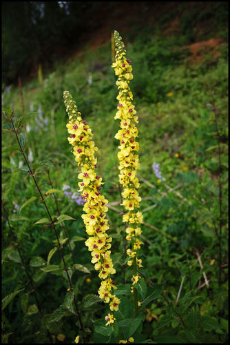 Dark Mullein