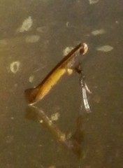 Caloptilia azaleella