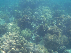 Neopomacentrus sororius