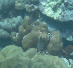 Chaetodon triangulum