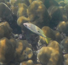 Lutjanus ehrenbergii