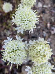 Chaenactis douglasii douglasii