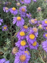 Amellus asteroides mollis