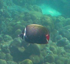 Chaetodon collare