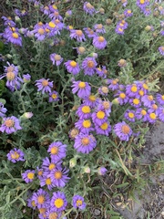 Amellus asteroides mollis