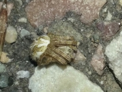 Aculepeira packardi