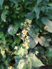 Allosidastrum pyramidatum