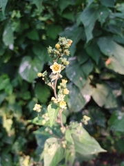 Allosidastrum pyramidatum