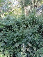 Allosidastrum pyramidatum