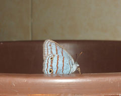 Cepheuptychia glaucina