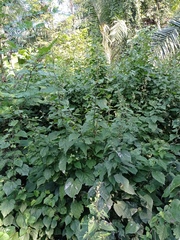 Allosidastrum pyramidatum