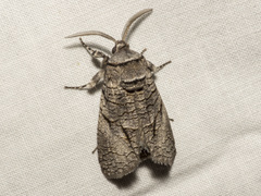 Culama anthracica