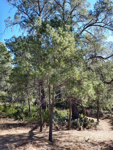 Image of Pinus lagunae by (c) Abraham Sánchez Romero, some rights reserved (CC BY)
