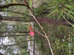 Brachychiton bidwillii