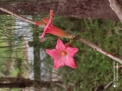Brachychiton bidwillii