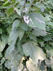 Allosidastrum pyramidatum