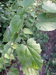 Allosidastrum pyramidatum