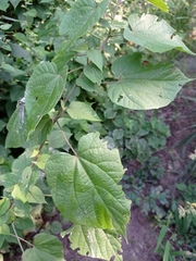 Allosidastrum pyramidatum