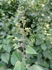Allosidastrum pyramidatum