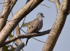 Turtur abyssinicus