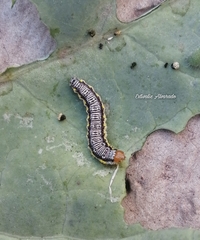 Evergestis rimosalis