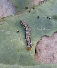 Evergestis rimosalis