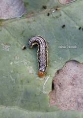 Evergestis rimosalis